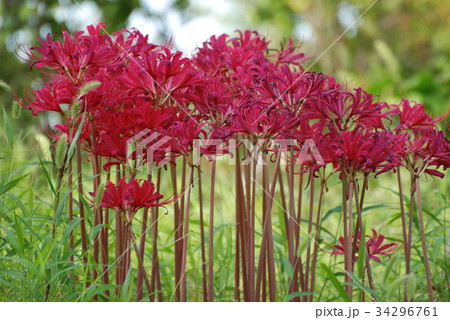 彼岸花(花菜ガーデン平塚) 彼岸花(花菜ガーデン平塚) 34296761