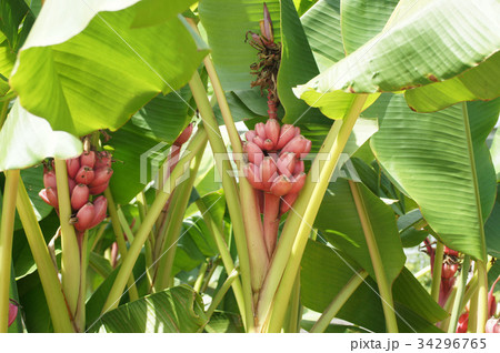 ムサ・ベルティナ ムサ・ベルティナ 34296765