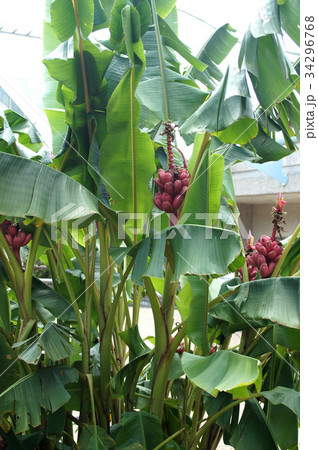 ムサ・ベルティナ 34296768