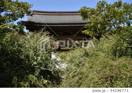 海蔵寺の萩 34296771