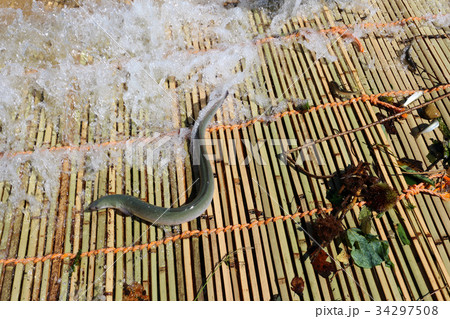 茂木町　大瀬観光やな　那珂川の天然うなぎと天然あゆ 34297508