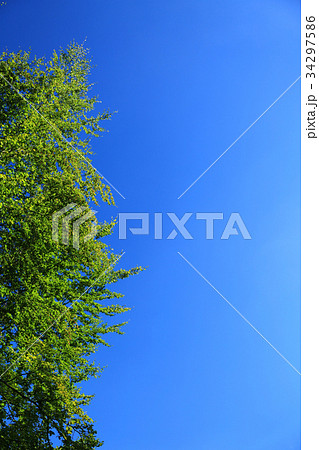 tree top against blue sky tree top against blue sky 34297586