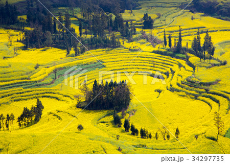 菜の花満開の羅平（中国雲南省） 34297735