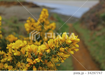 common gorse Ulex europaeus common gorse Ulex europaeus 34297747