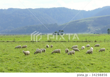 牧場と羊 34298856