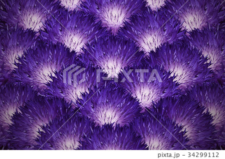 Floral background..violet chrysanthemums.Close-up Floral background..violet chrysanthemums.Close-up 34299112
