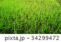 Rice paddy in Thailand.Close up of farm paddy. 34299472