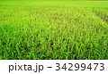 Rice paddy in Thailand.Close up of farm paddy. 34299473