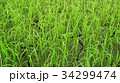 Rice paddy in Thailand.Close up of farm paddy. 34299474