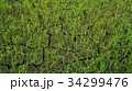 Rice paddy in Thailand.Close up of farm paddy. 34299476