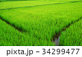 Rice paddy in Thailand.Close up of farm paddy. 34299477