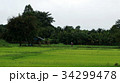 Rice paddy in Thailand. 34299478