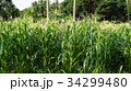 Corn farm in Thailand. Close up view of corn farm. 34299480