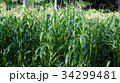 Corn farm in Thailand. Close up view of corn farm. 34299481