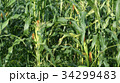 Corn farm in Thailand. Close up view of corn farm. 34299483
