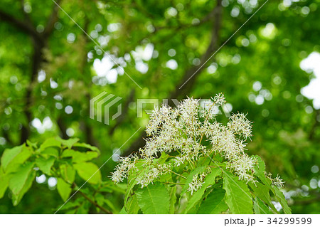 アオダモの花 34299599