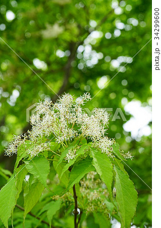 アオダモの花 アオダモの花 34299600