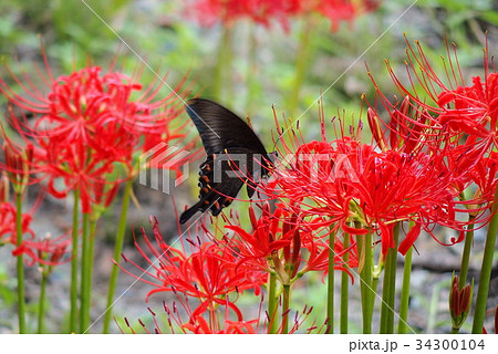 彼岸花とアゲハ蝶 34300104