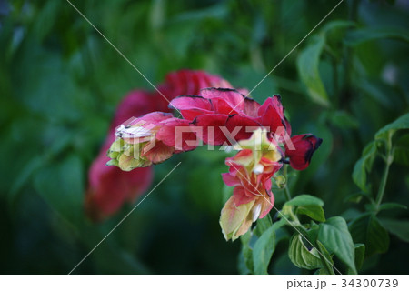 コエビソウ 34300739