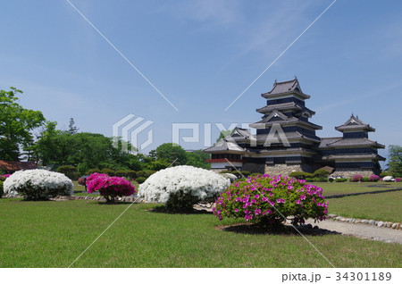 信州 国宝松本城 松本観光の中心 春の本丸庭園 ツツジの花に囲まれる5月の松本城 信州 国宝松本城 松本観光の中心 春の本丸庭園 ツツジの花に囲まれる5月の松本城 34301189