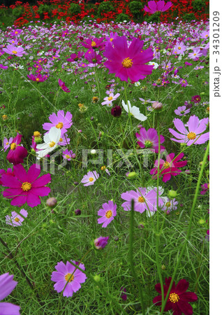 コスモスと彼岸花 34301209