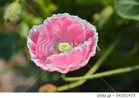 植物：アイスランドポピー　ケシ科 34301475
