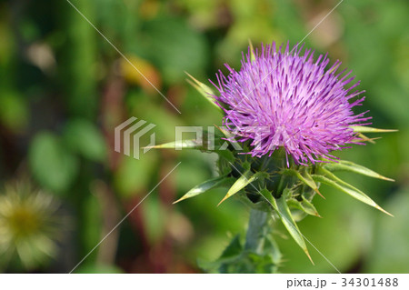 植物：マリアアザミ(オオアザミ)　キク科 34301488