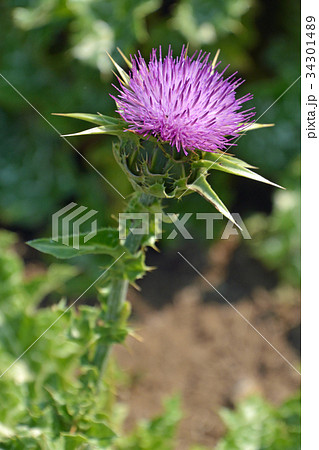 植物：マリアアザミ(オオアザミ)　キク科 34301489