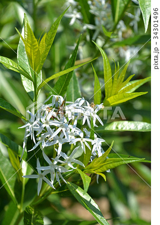 植物 チョウジソウ キョウチクトウ科の写真素材 植物 チョウジソウ キョウチクトウ科の写真素材