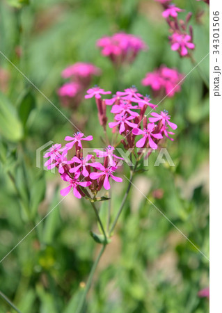 植物:ムシトリナデシコ ナデシコ科 植物:ムシトリナデシコ ナデシコ科 34301506