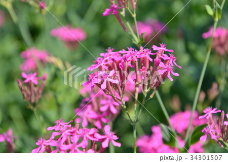 植物:ムシトリナデシコ ナデシコ科 植物:ムシトリナデシコ ナデシコ科 34301507