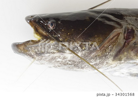ナマズ 鯰 肉食性の淡水魚 マナマズ ニホンナマズ 日本に棲息する３種のうちの１種の写真素材