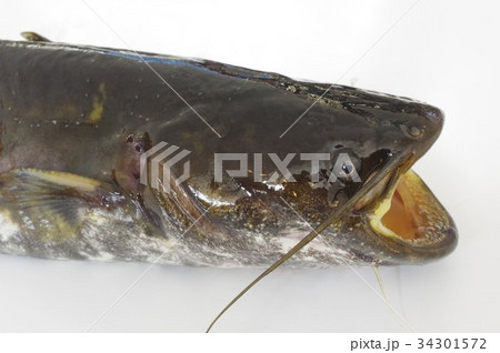 ナマズ(鯰) 肉食性の淡水魚 マナマズ、ニホンナマズ 日本に棲息する3種のうちの1種 ナマズ(鯰) 肉食性の淡水魚 マナマズ、ニホンナマズ 日本に棲息する3種のうちの1種 34301572