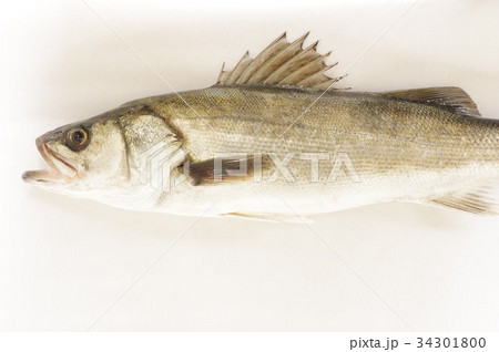 スズキ 鱸 半身 白身で美味しい海の魚 大型化し釣りの対象として人気が高い 呼び名が変わる出世魚の写真素材