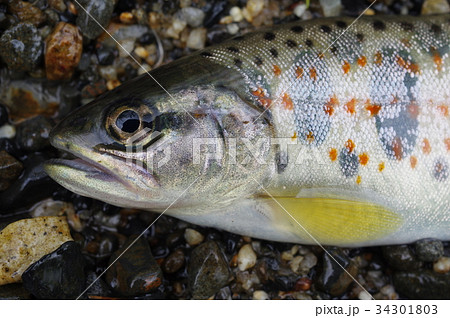 アマゴ(雨子)頭部と朱点 西日本の太平洋側の河川に棲む渓流魚 渓流釣りで人気 サツキマスの陸封型 アマゴ(雨子)頭部と朱点 西日本の太平洋側の河川に棲む渓流魚 渓流釣りで人気 サツキマスの陸封型 34301803