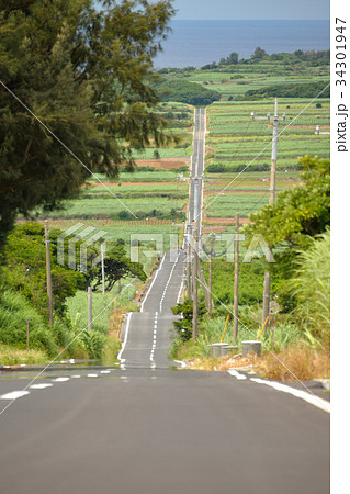 喜界島サトウキビ畑の一本道の写真素材