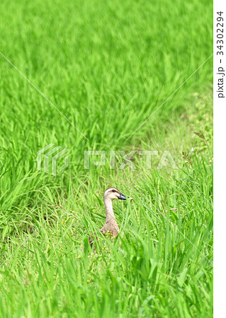 夏の水田 34302294