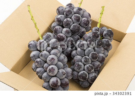 種無し巨峰 34302391