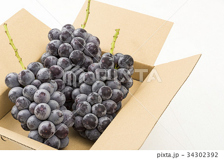 種無し巨峰 34302392