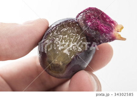 種無し巨峰 34302585