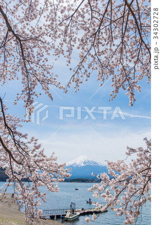 富士山と桜 富士山と桜 34302728