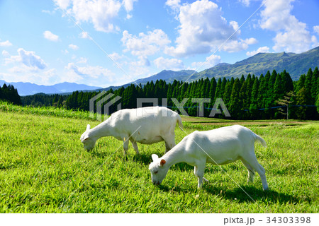 阿蘇　月廻り公園のヤギ 34303398