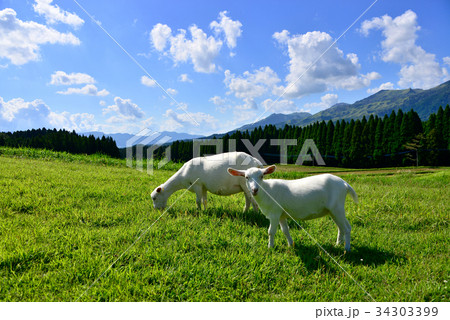 阿蘇　月廻り公園のヤギ 34303399