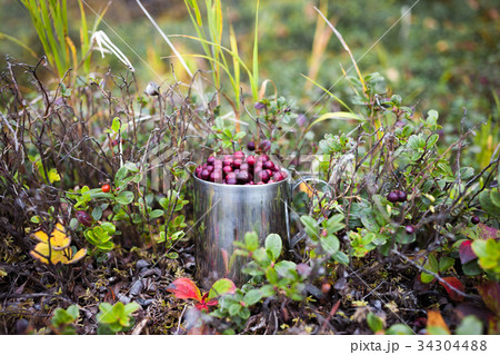 Lingonberry in steel cup in a forest 34304488