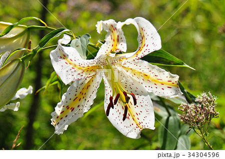 ヤマユリ 34304596