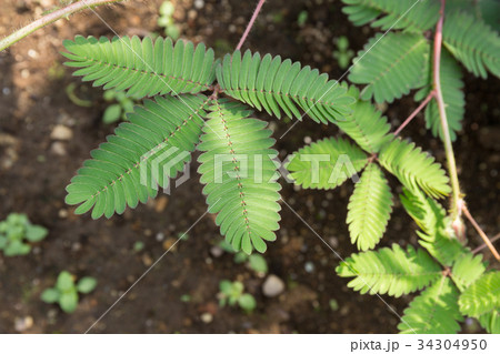 オジギソウ(8月) オジギソウ(8月) 34304950