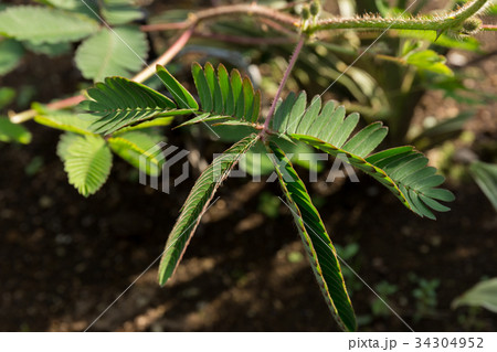 オジギソウ(8月) オジギソウ(8月) 34304952