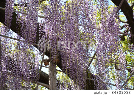 藤　あしかがフラワーパーク 34305058