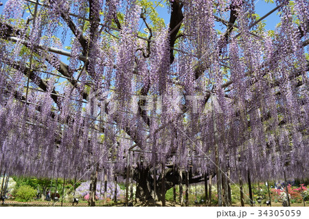 藤　あしかがフラワーパーク 34305059