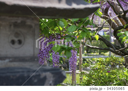 Wisteria Wisteria 34305065